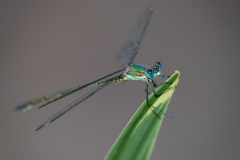 Weidenjungfer (Chalcolestes viridis)