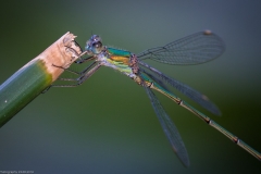 Weidenjungfer (Chalcolestes viridis)