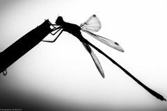 Weidenjungfer (Chalcolestes viridis)