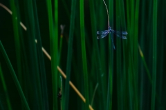 HR7_1348.jpg