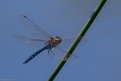 Blaugrüne Mosaikjungfer (Aeshna cyanea)
