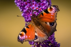 Tagpfauenauge (Aglais io)