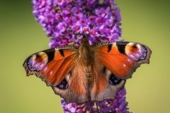 Tagpfauenauge (Aglais io)