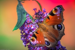 Tagpfauenauge (Aglais io)