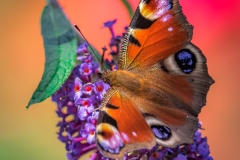 Tagpfauenauge (Aglais io)