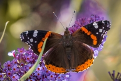 Admiral (vanessa atalanta)
