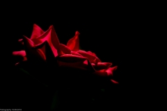 HR7_9543.jpg