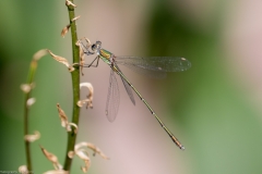 HR7_9558.jpg