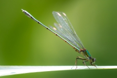 HR7_9591.jpg
