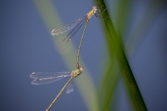 HR7_9744.jpg