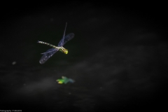 HR7_9761.jpg