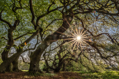 Frühlingssonne / spring sun