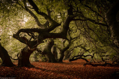mystic forrest