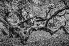 Verwachsen / overgrown