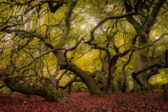 magic trees