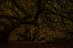 Dunkelkammer / darkroom