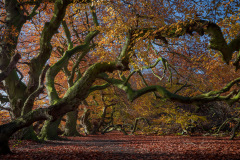Herbstlaub /  autumn leaves
