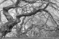 Nebelwald / foggy forest