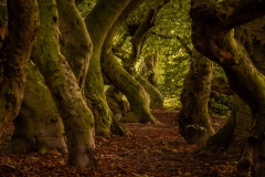 Märchenwald / fairytale forest