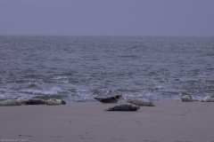 HR5_7557.jpg