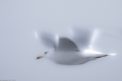 HR5_7595.jpg