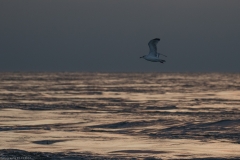 HR7_7380.jpg HR7_7380.jpg