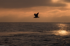 HR7_7436.jpg