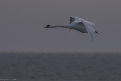 HR7_7629.jpg