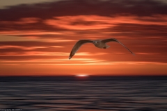 HR7_7844.jpg