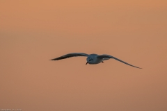 Sylt Herbst 2016