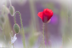 Mohnblume Mohnblume