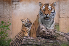 Tigerbabys