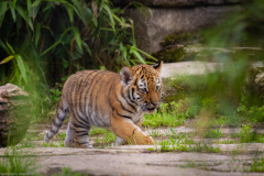 Tigerbabys