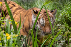 Tigerbabys