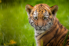 Tigerbabys