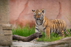Tigerbabys