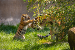 Tigerbabys
