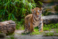 Tigerbabys