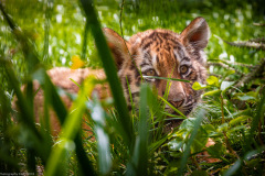 Tigerbabys