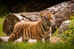 Tigerbabys