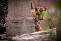 Tigerbabys