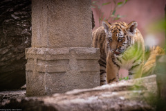Tigerbabys