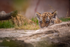 Tigerbabys