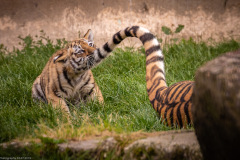 Tigerbabys