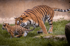Tigerbabys