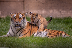 Tigerbabys