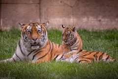 Tigerbabys