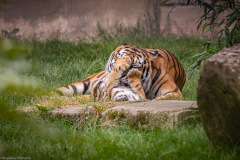Tigerbabys