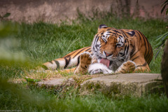 Tigerbabys