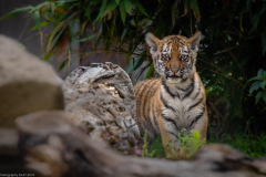 Tigerbaby